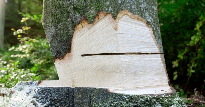 How To Make Tree Felling Notches & Hinges with a Chainsaw - At