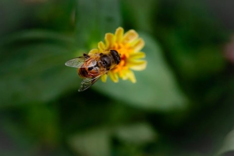 7 Bee-Friendly Garden Tips - Bee Hotels, Wild Zones & Veggie Gardens